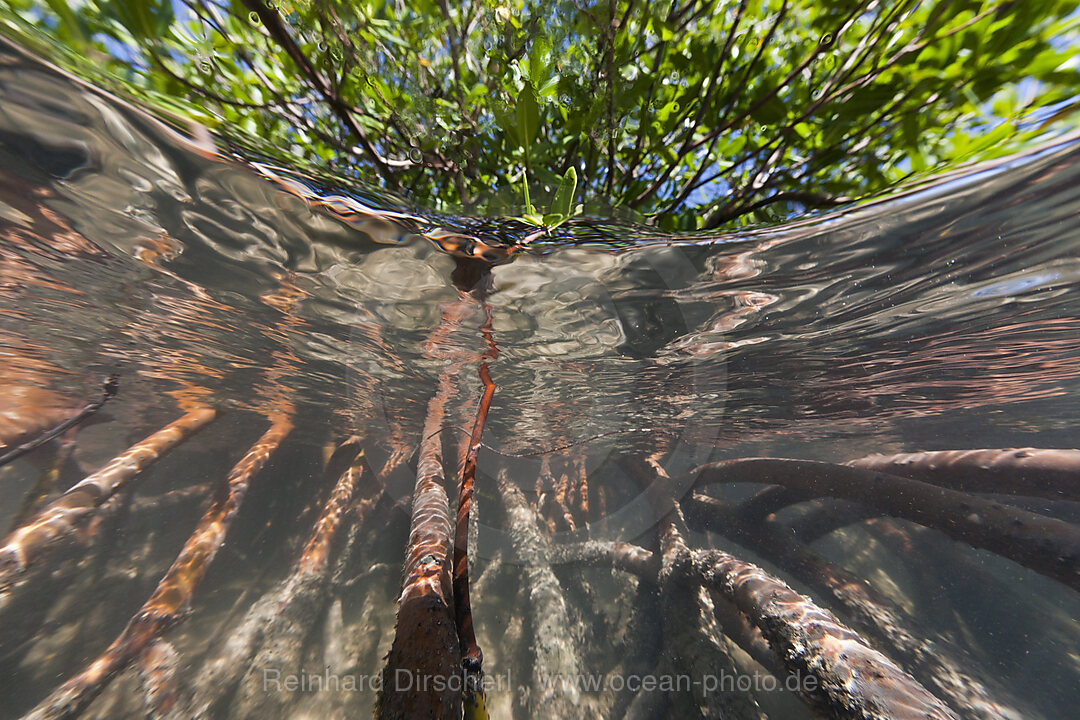 Mangroves