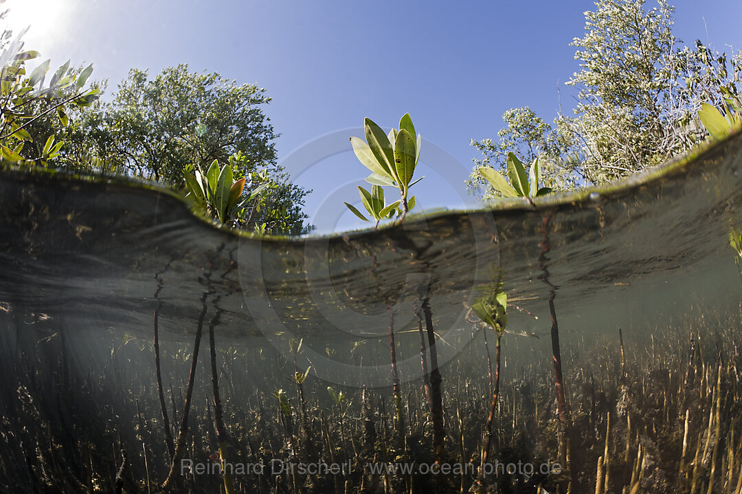 Mangroves, Rhizophora, Los Haitises National Park, Dominican Republic