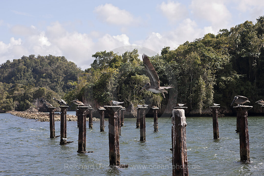 Terns and Pelicanos resting on relicts of old dock