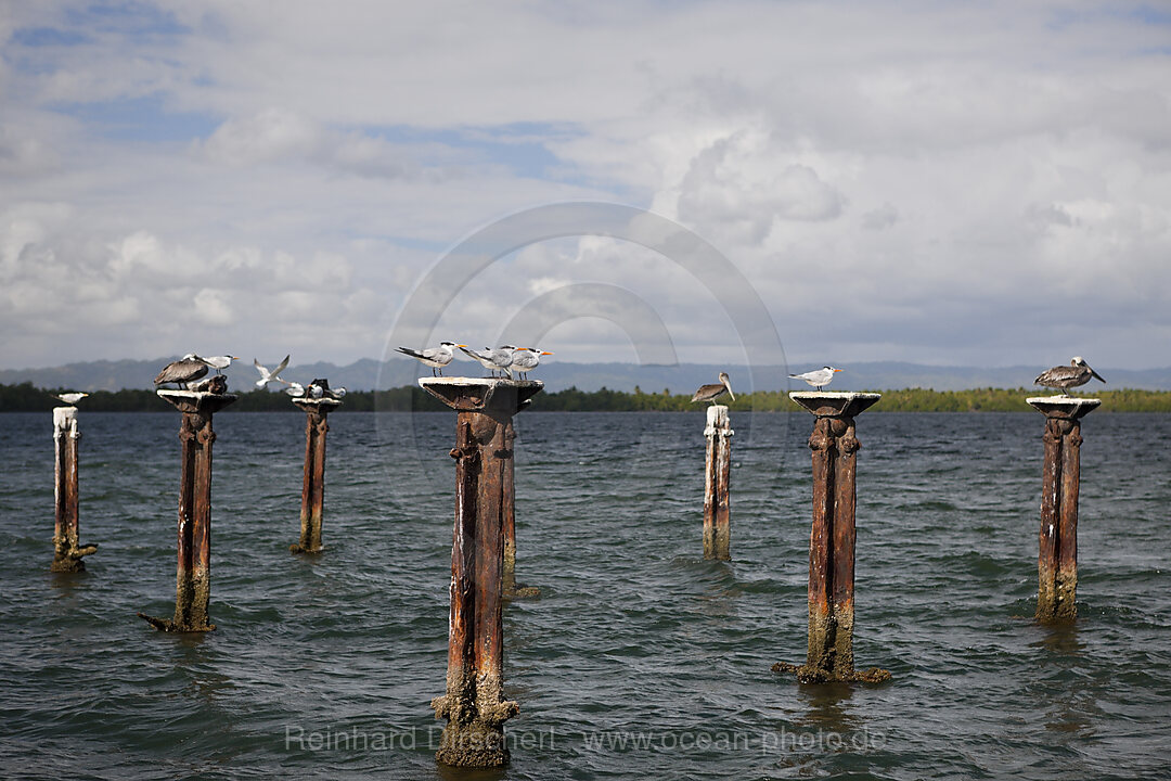 Terns and Pelicanos resting on relicts of old dock