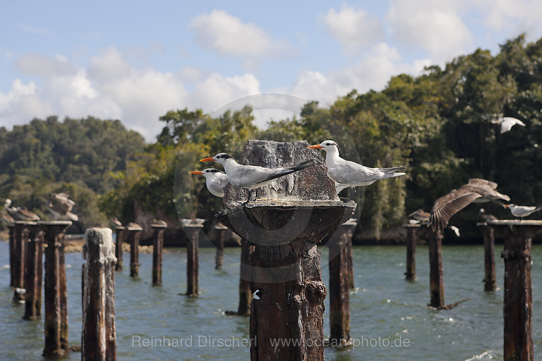 Terns and Pelicanos resting on relicts of old dock