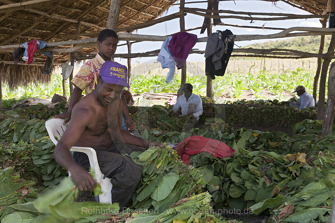 Workers of small Tabacco Plantation