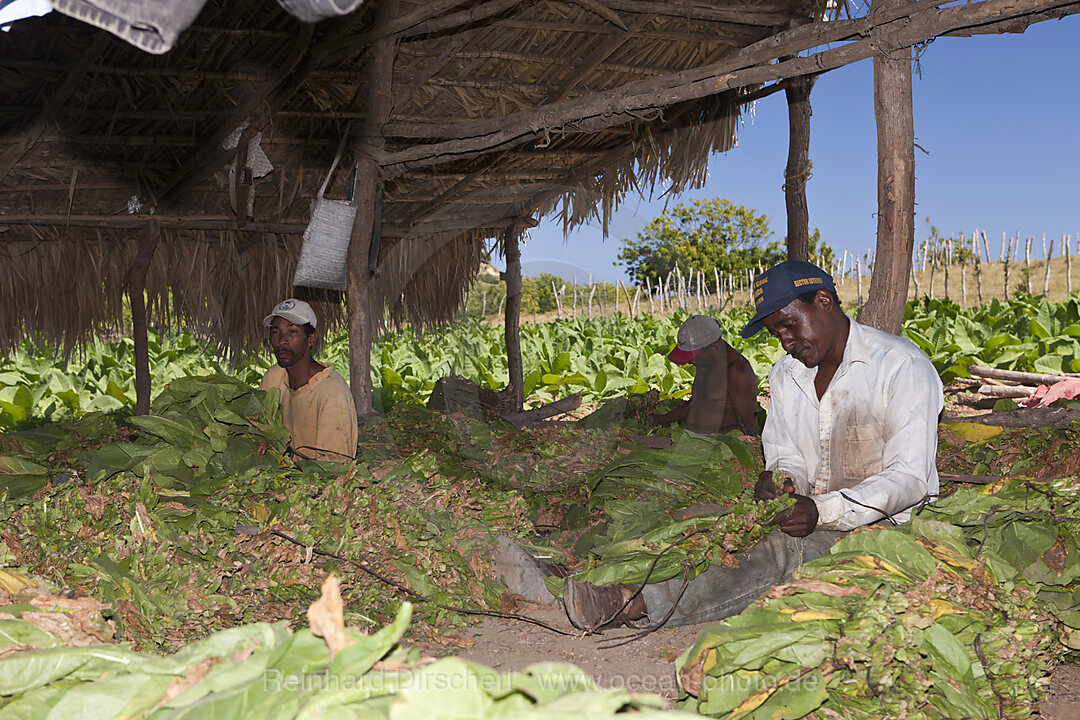 Workers of small Tabacco Plantation