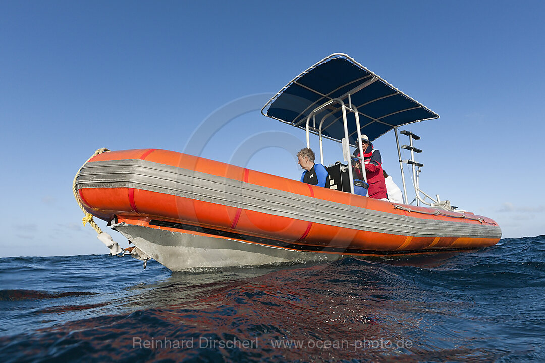 Whale watching Tour
