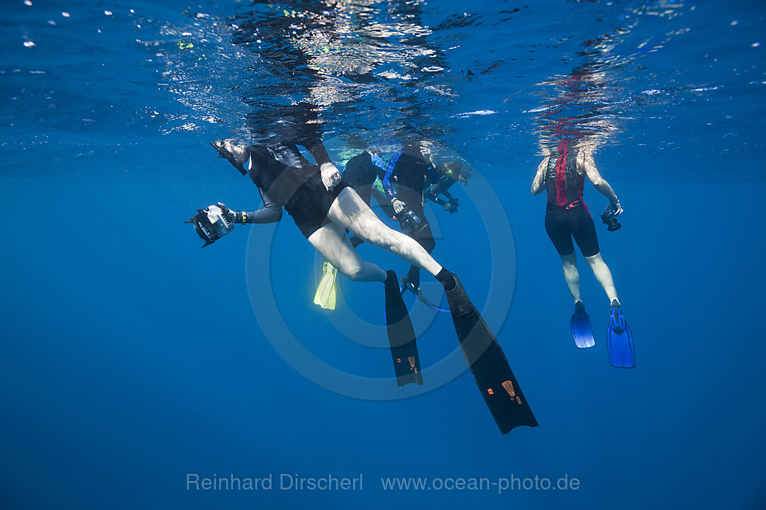 Schnorcheln bei Whale watching