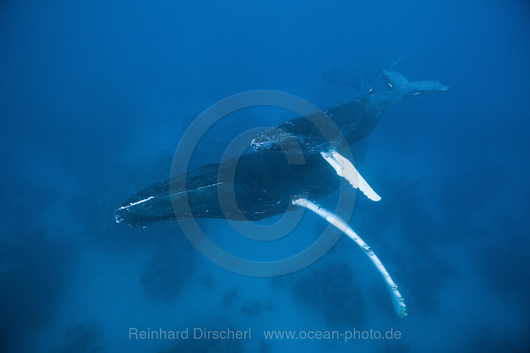 Humpback Whale, Mother and Calf