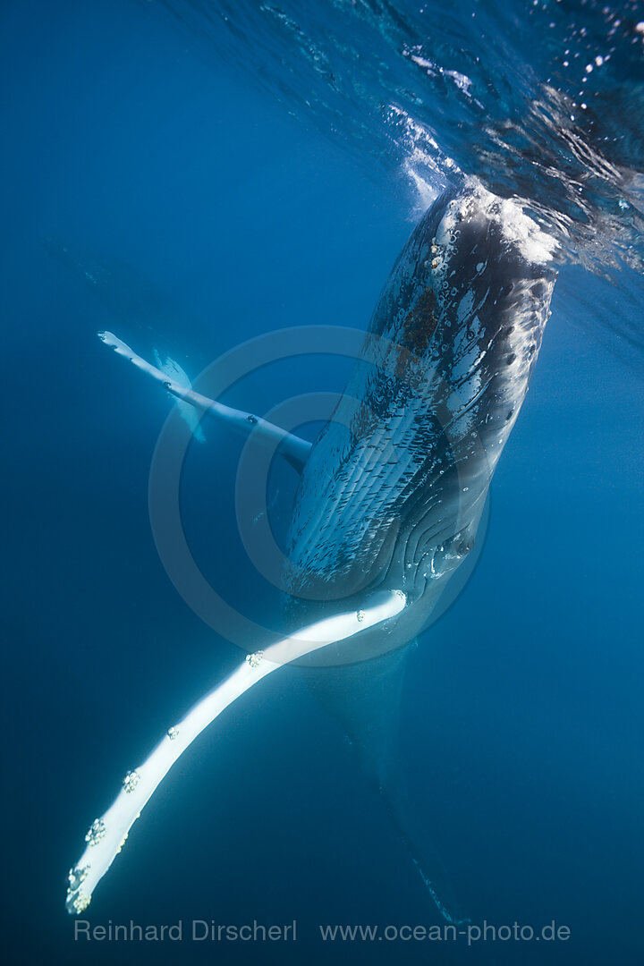 Humpback Whale