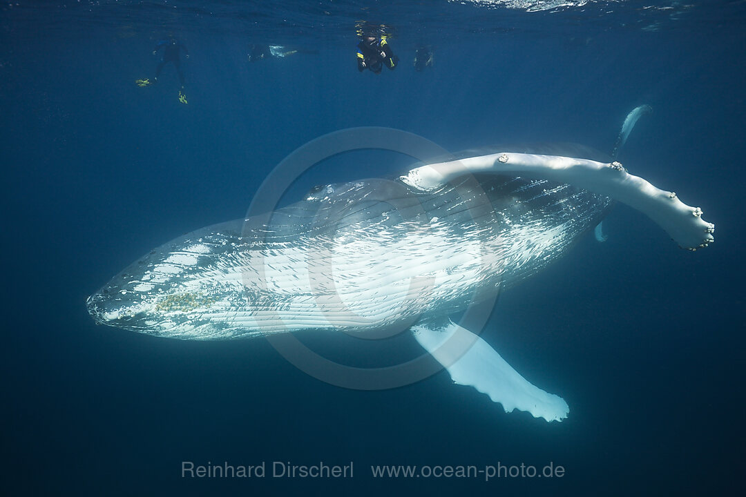 Snorkeler and Humpback Whale