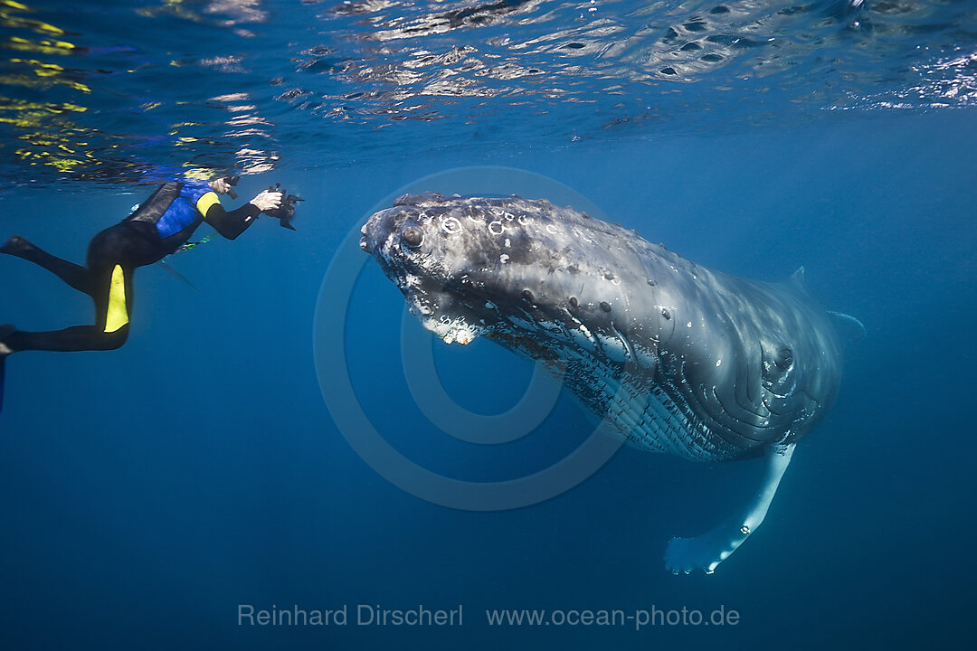 Snorkeler and Humpback Whale