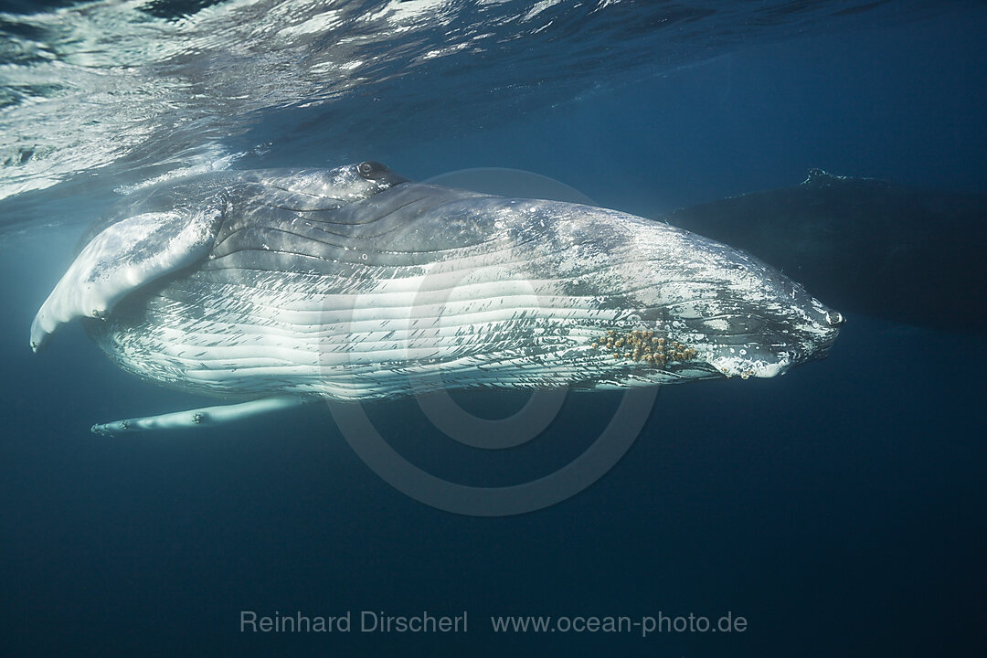 Humpback Whale
