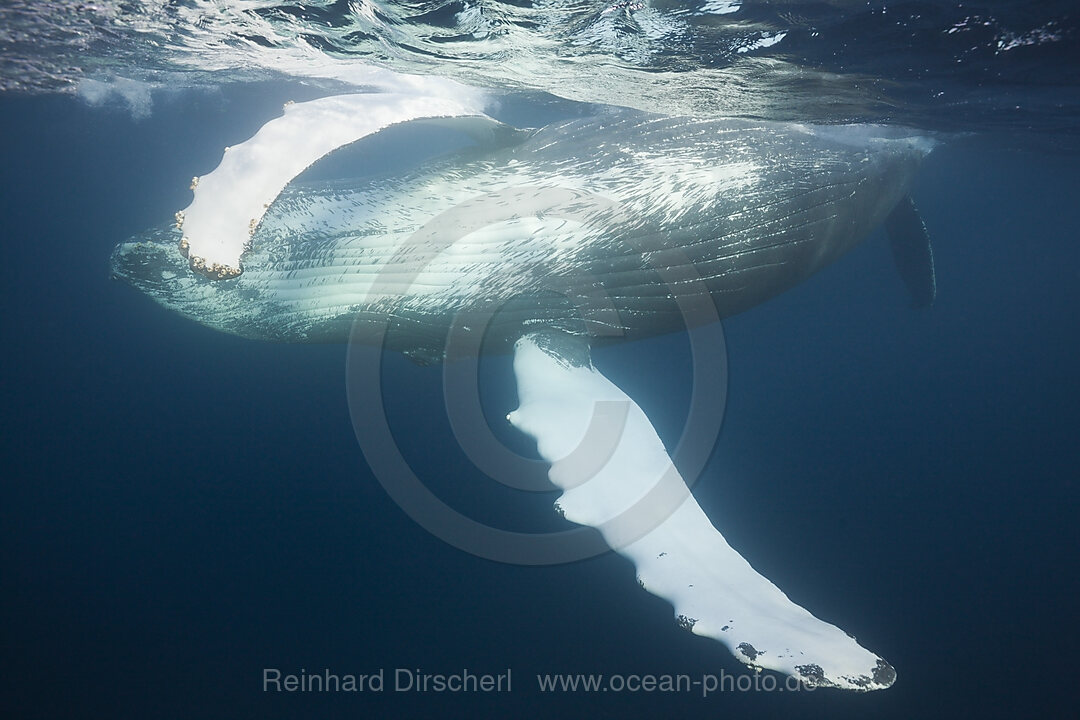 Humpback Whale, Megaptera novaeangliae, Silver Bank, Atlantic Ocean, Dominican Republic