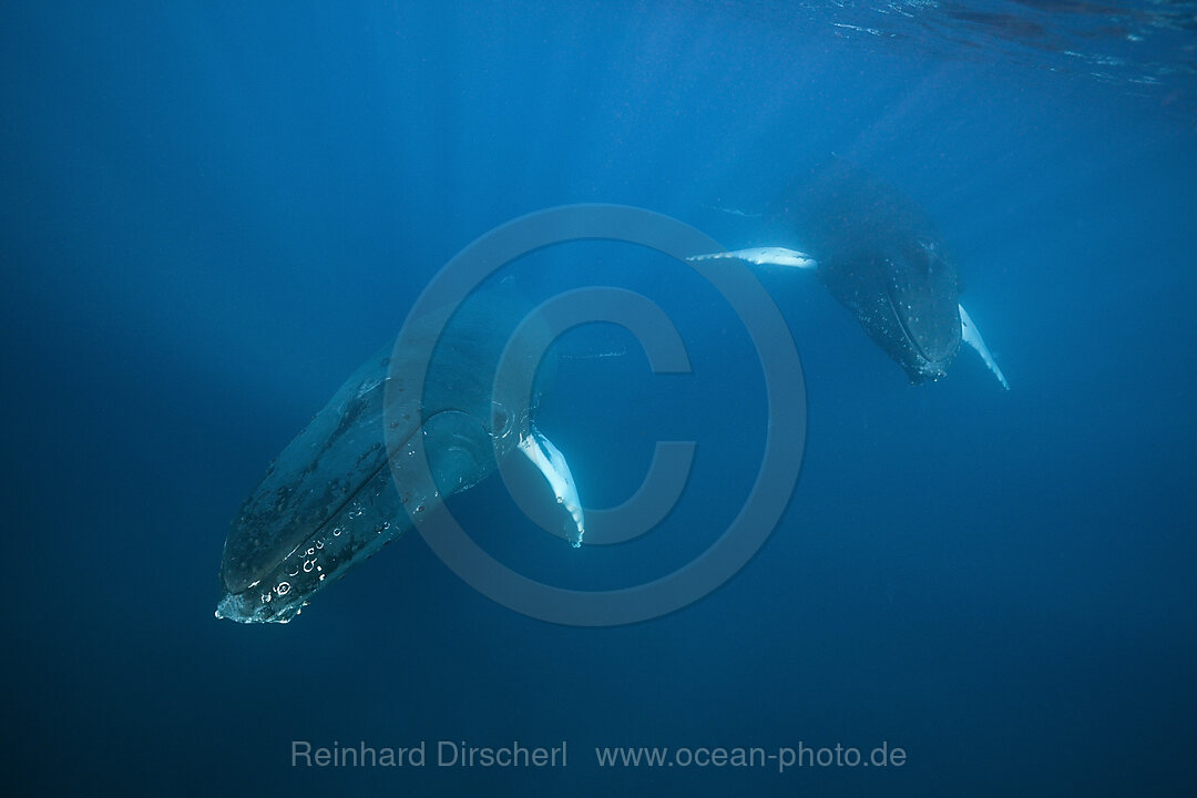 Humpback Whale