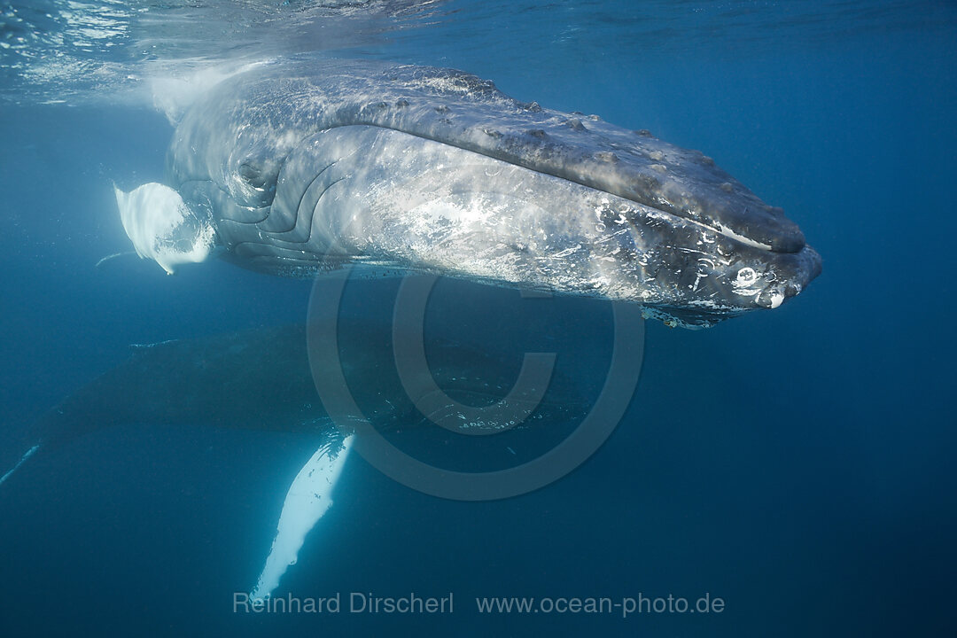 Humpback Whale