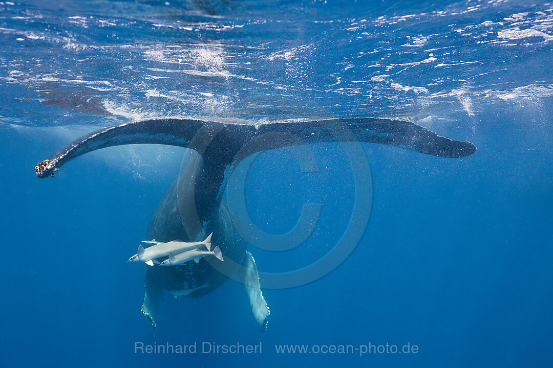 Humpback Whale Tail, Megaptera novaeangliae, Silver Bank, Atlantic Ocean, Dominican Republic