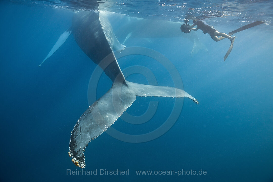 Snorkeler and Humpback Whale