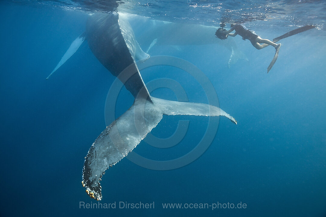 Snorkeler and Humpback Whale, Megaptera novaeangliae, Silver Bank, Atlantic Ocean, Dominican Republic