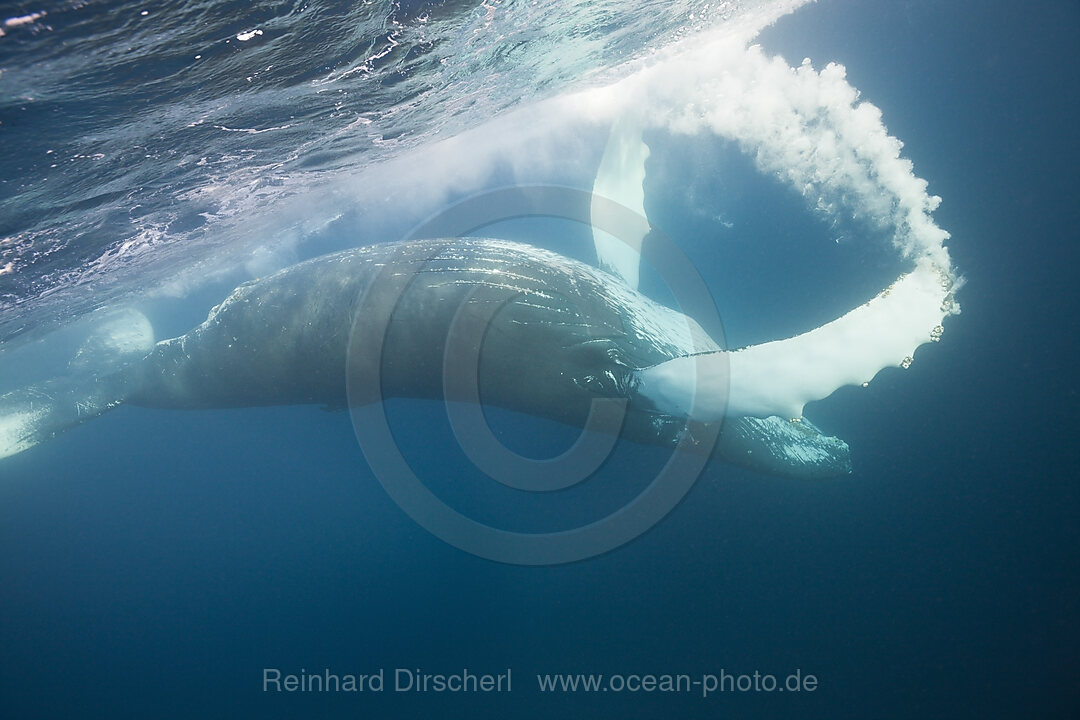 Humpback Whale