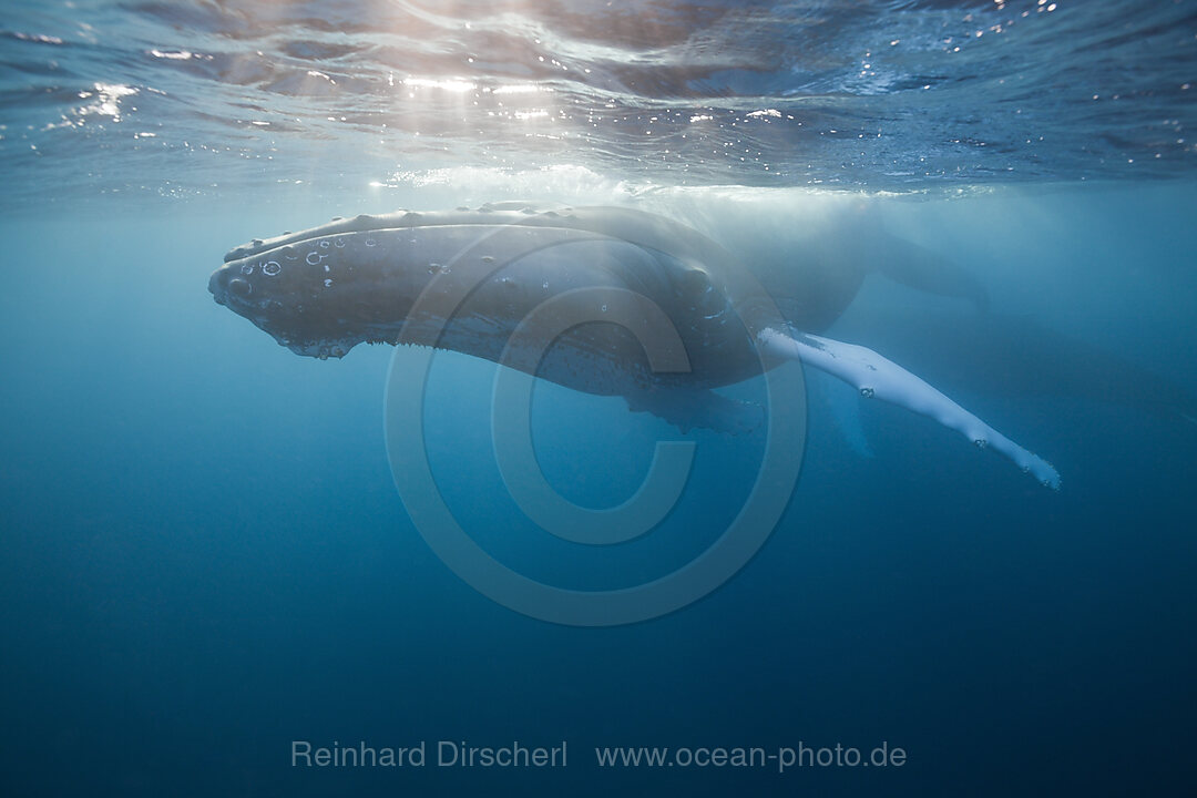 Humpback Whale