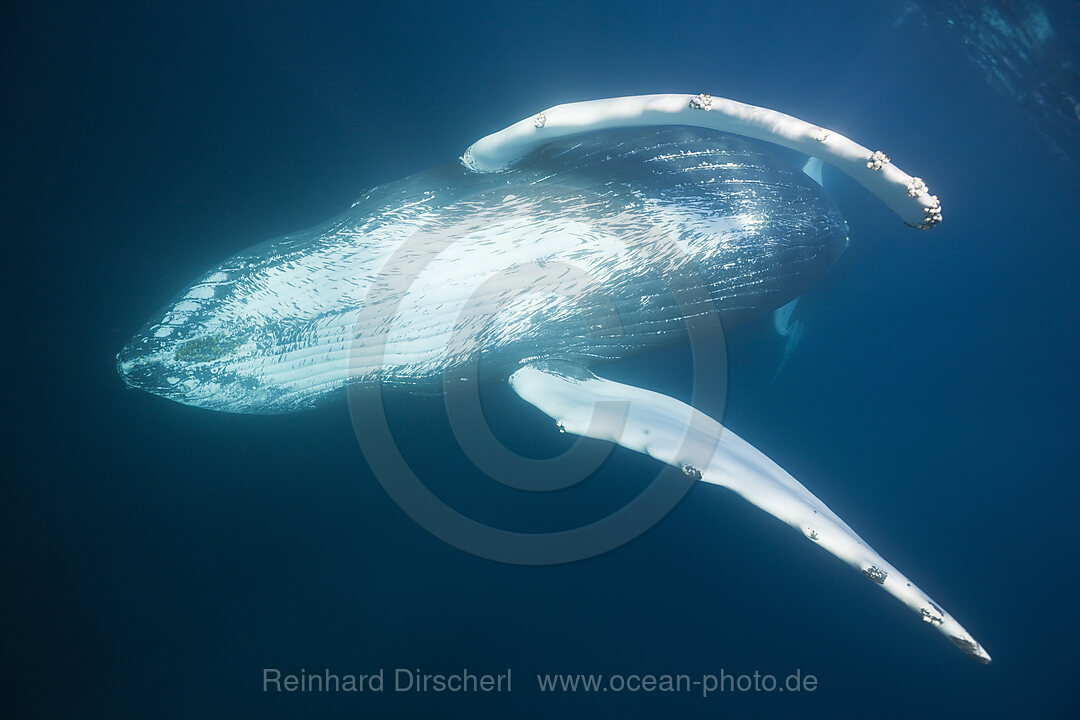 Humpback Whale