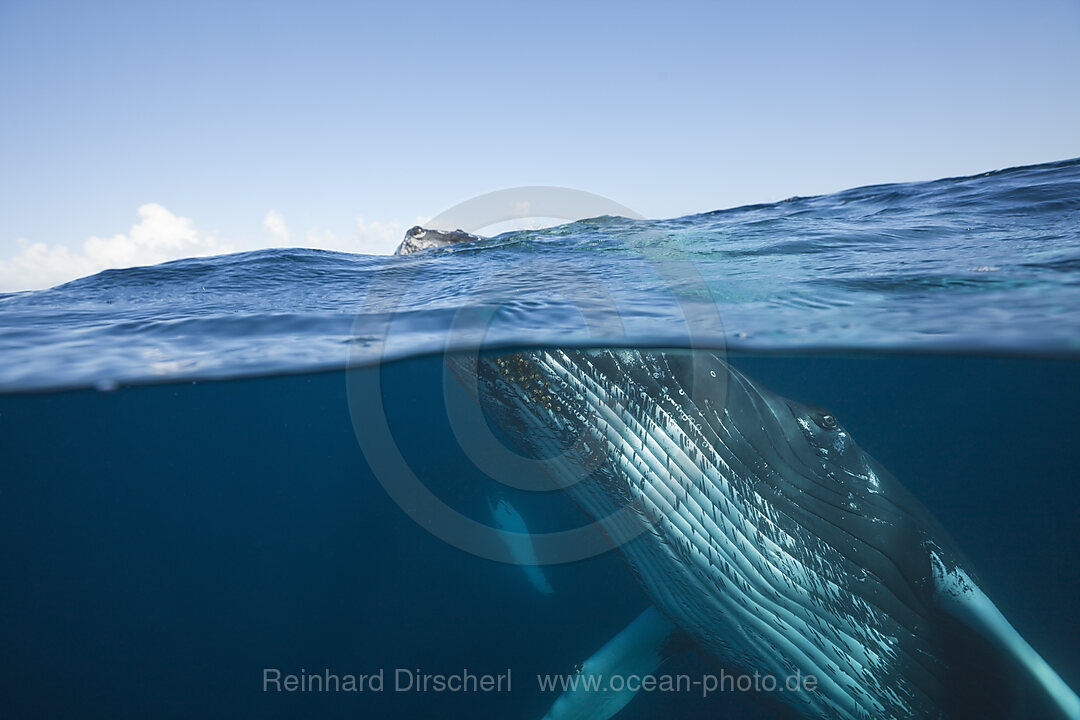 Humpback Whale, Megaptera novaeangliae, Silver Bank, Atlantic Ocean, Dominican Republic