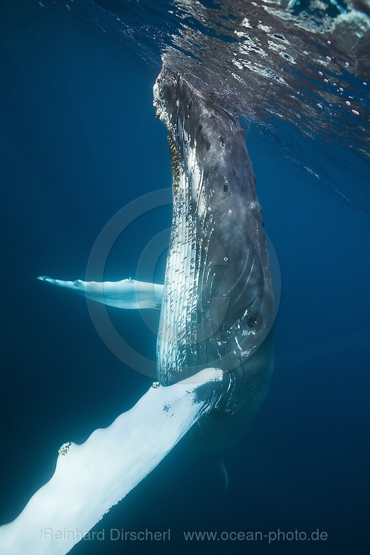 Humpback Whale, Megaptera novaeangliae, Silver Bank, Atlantic Ocean, Dominican Republic