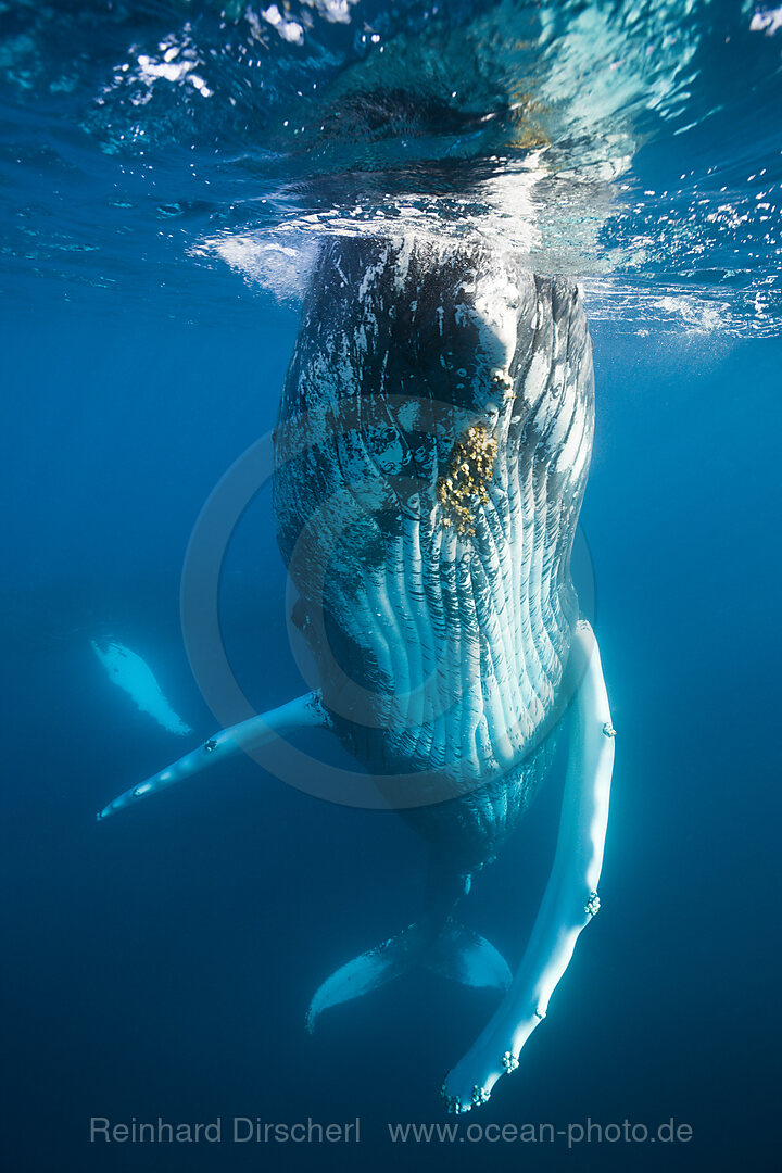 Humpback Whale
