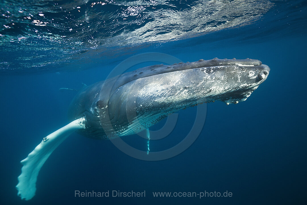 Humpback Whale