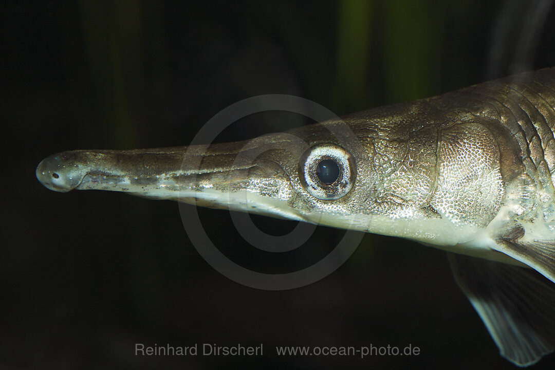 Spotted Gar