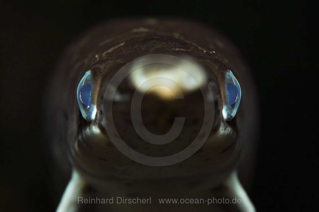 Gefleckter Knochenhecht, Kaimanfisch