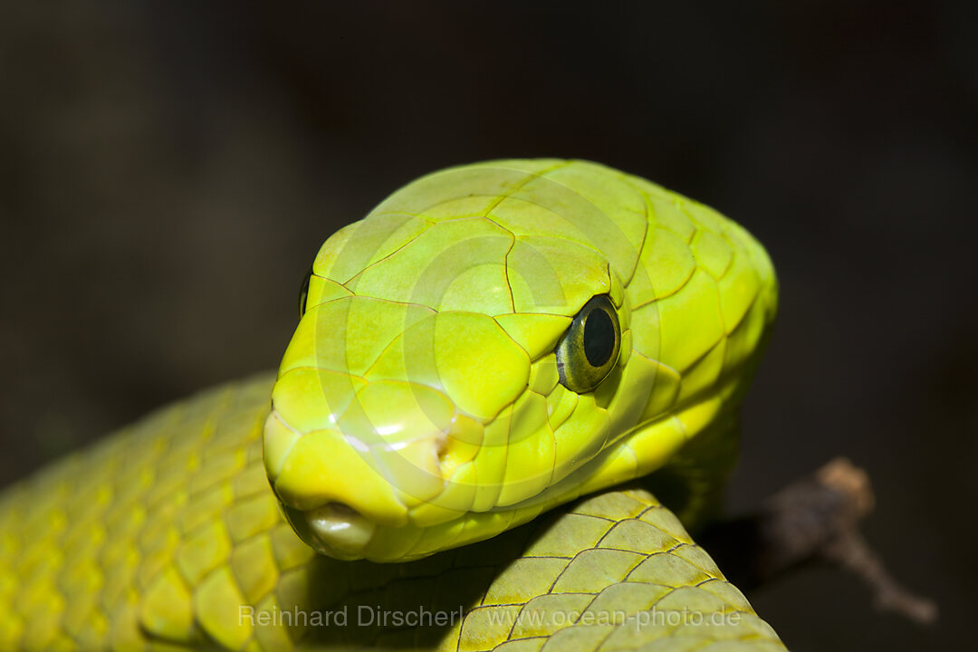 Gewoehnliche Mamba