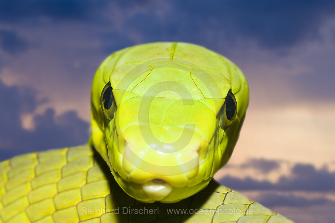 Gewoehnliche Mamba, Dendroaspis angusticeps, Kenia