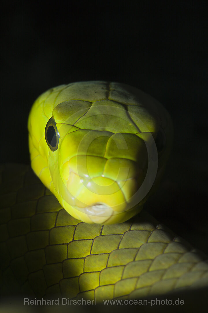 Gewoehnliche Mamba, Dendroaspis angusticeps, Kenia