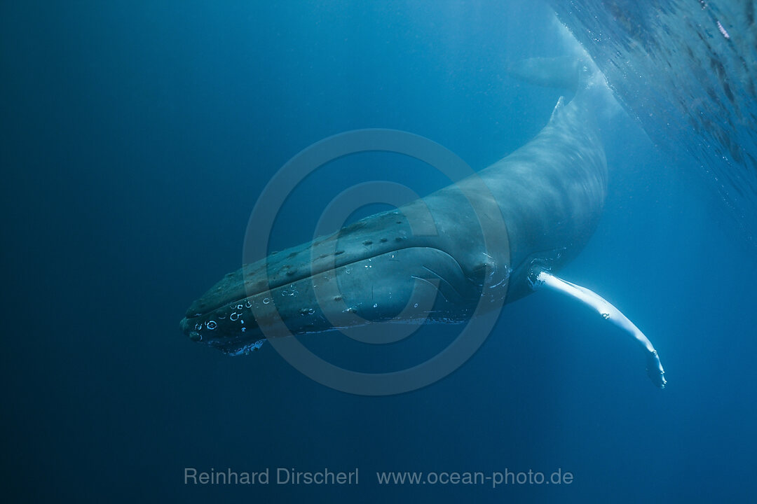 Humpback Whale