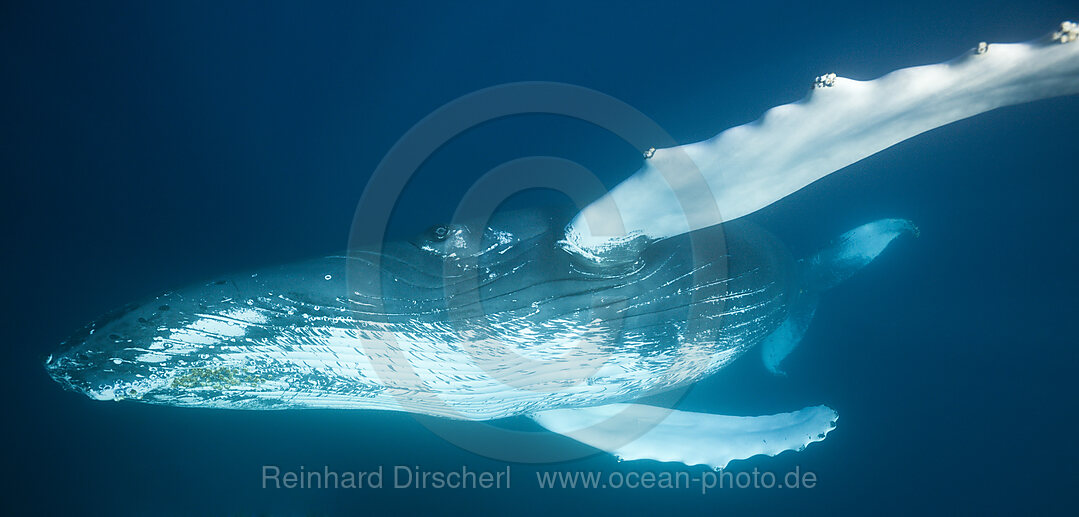 Humpback Whale