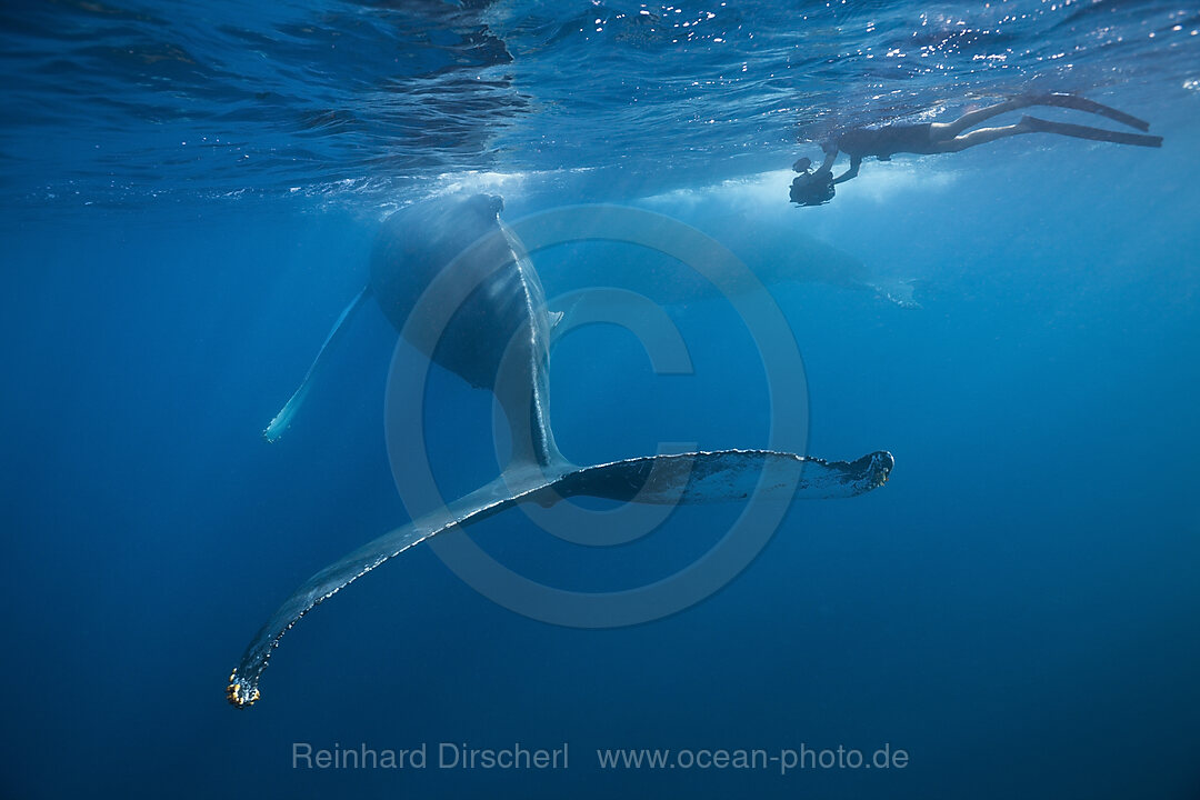Humpback Whale