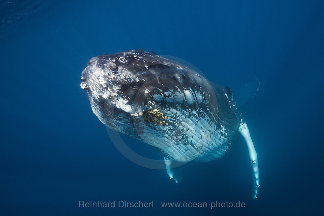 Humpback Whale, Megaptera novaeangliae, Caribbean Sea, Dominica