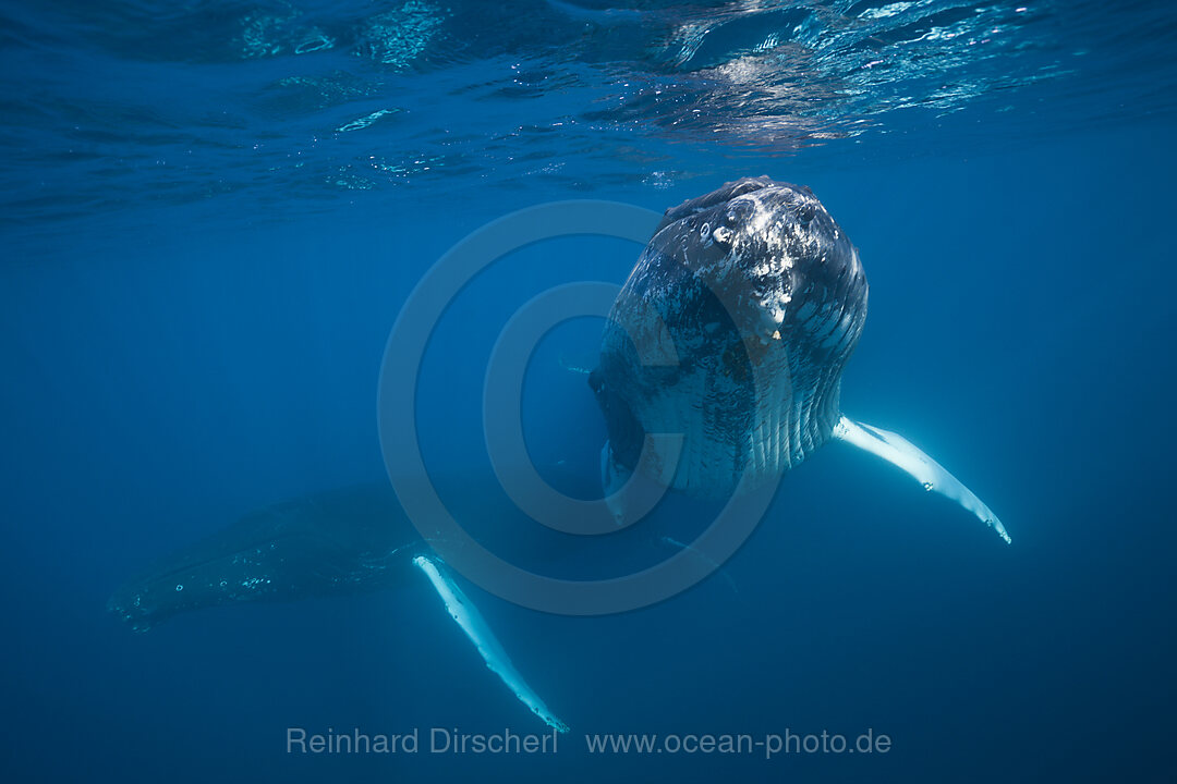 Humpback Whale