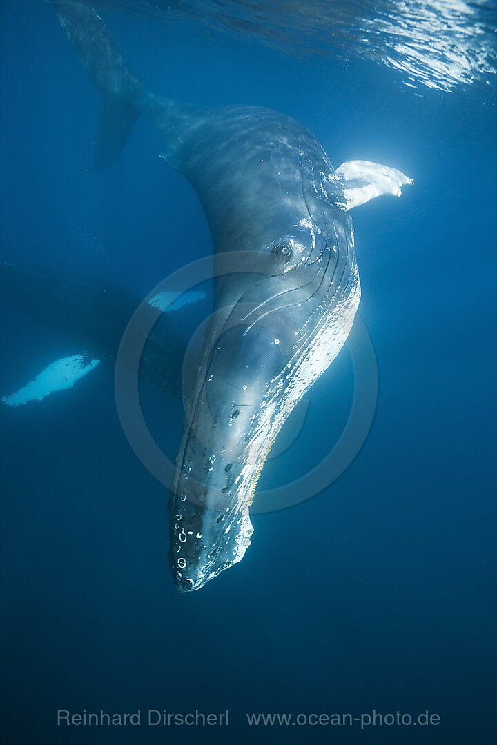 Buckelwal, Megaptera novaeangliae, Karibik, Dominica