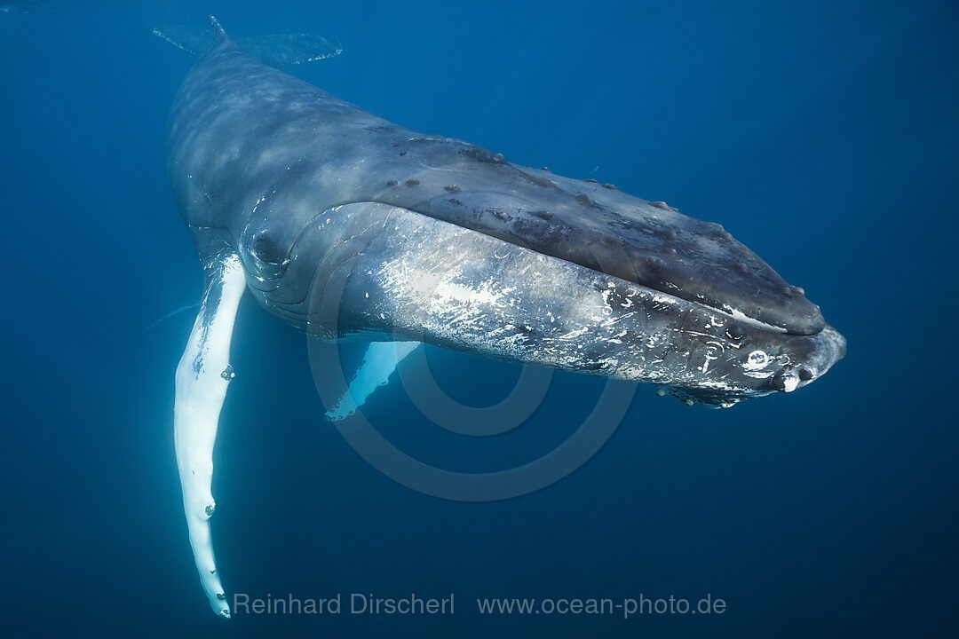 Buckelwal, Megaptera novaeangliae, Karibik, Dominica