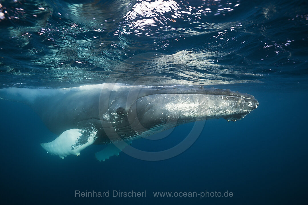 Humpback Whale