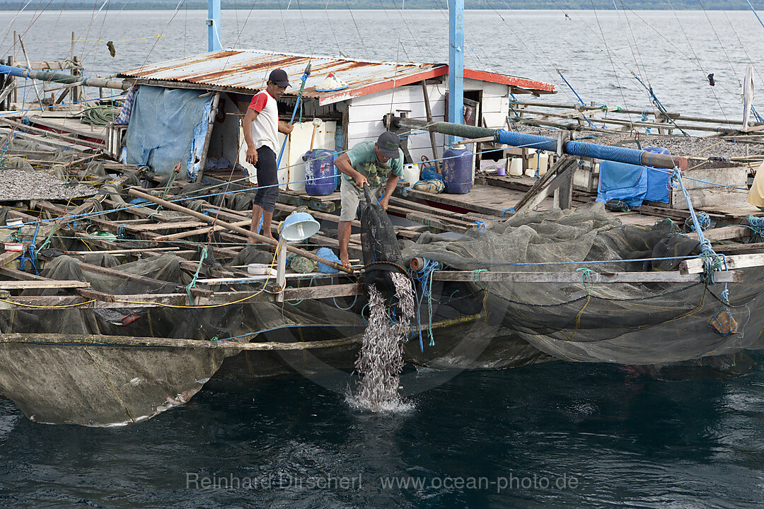 Fischer fuettern Walhaie von Fischer-Plattform Bagan, Cenderawasih Bucht, West Papua, Indonesien