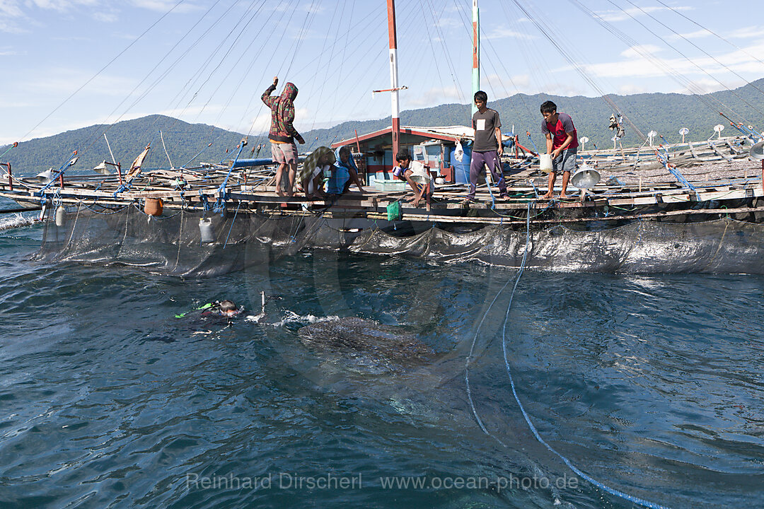 Fischer fuettern Walhaie von Fischer-Plattform Bagan, Cenderawasih Bucht, West Papua, Indonesien