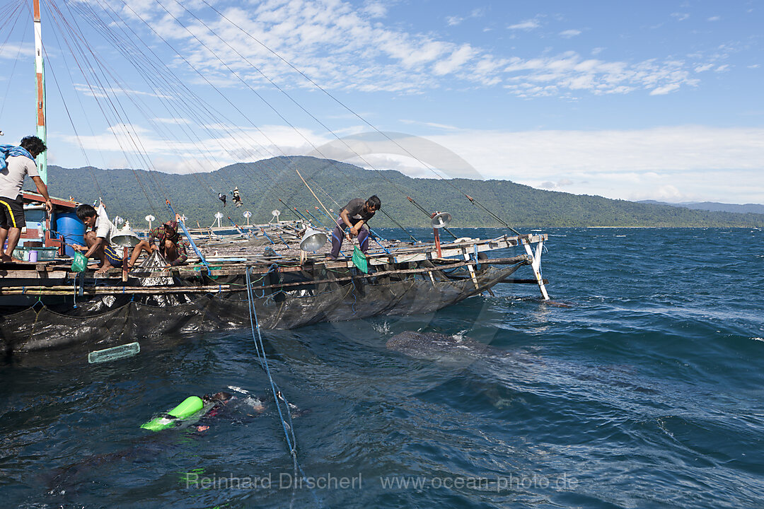 Fishermen feeding Whale Sharks from Fishing Platform called Bagan, Cenderawasih Bay, West Papua, Indonesia