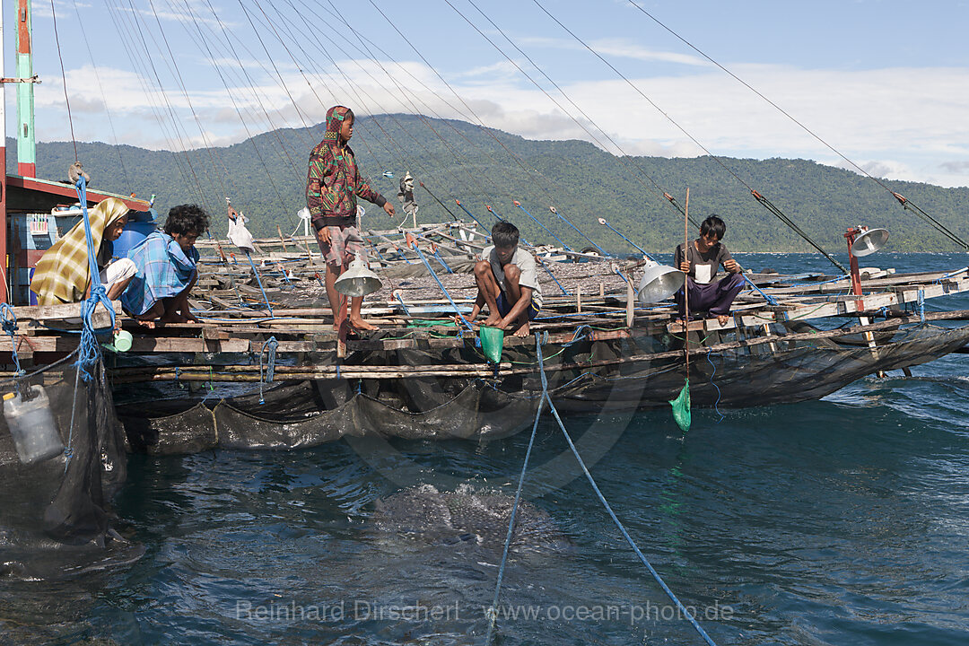 Fishermen feeding Whale Sharks from Fishing Platform called Bagan, Cenderawasih Bay, West Papua, Indonesia