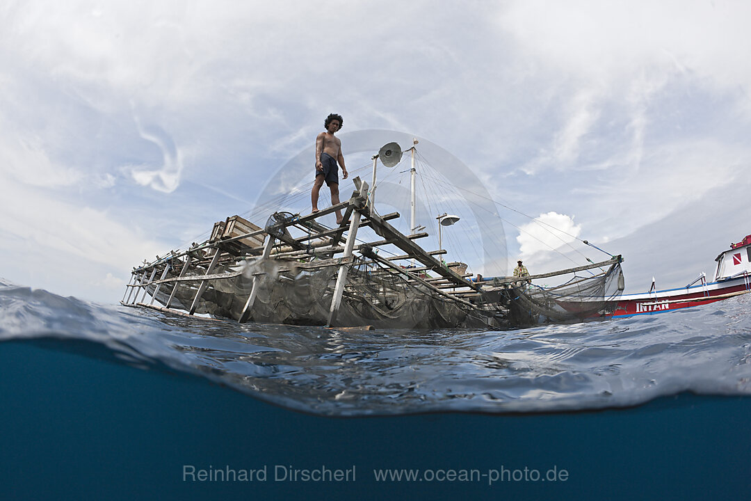 Fishermen feeding Whale Sharks from Fishing Platform called Bagan, Cenderawasih Bay, West Papua, Indonesia