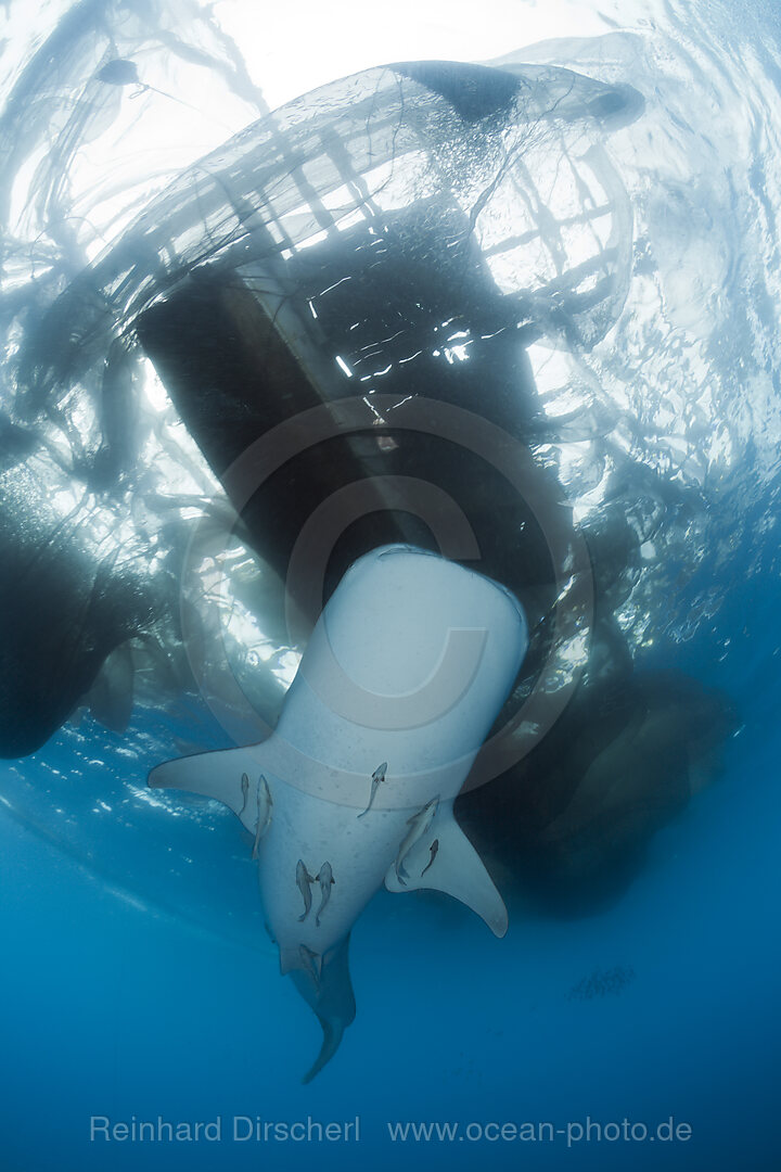 Whale Shark underneath Fishing Platform called Bagan, Rhincodon typus, Cenderawasih Bay, West Papua, Indonesia