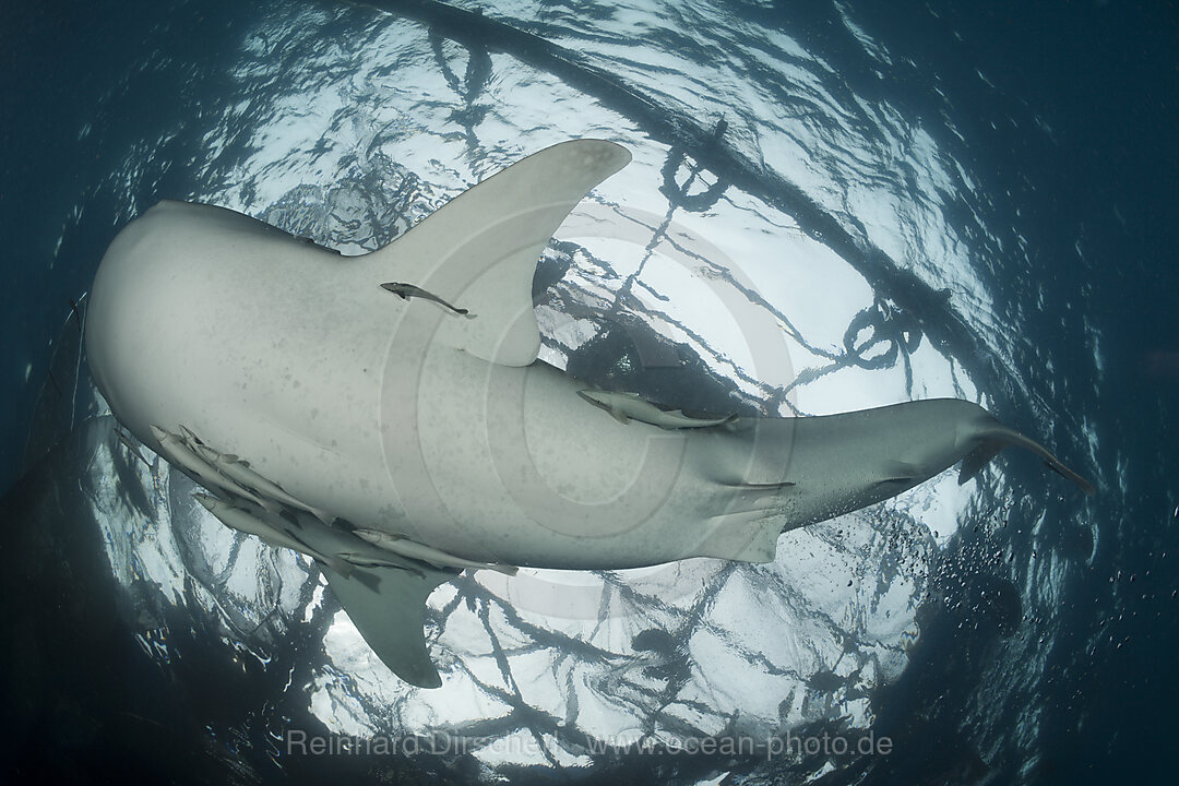 Whale Shark underneath Fishing Platform called Bagan