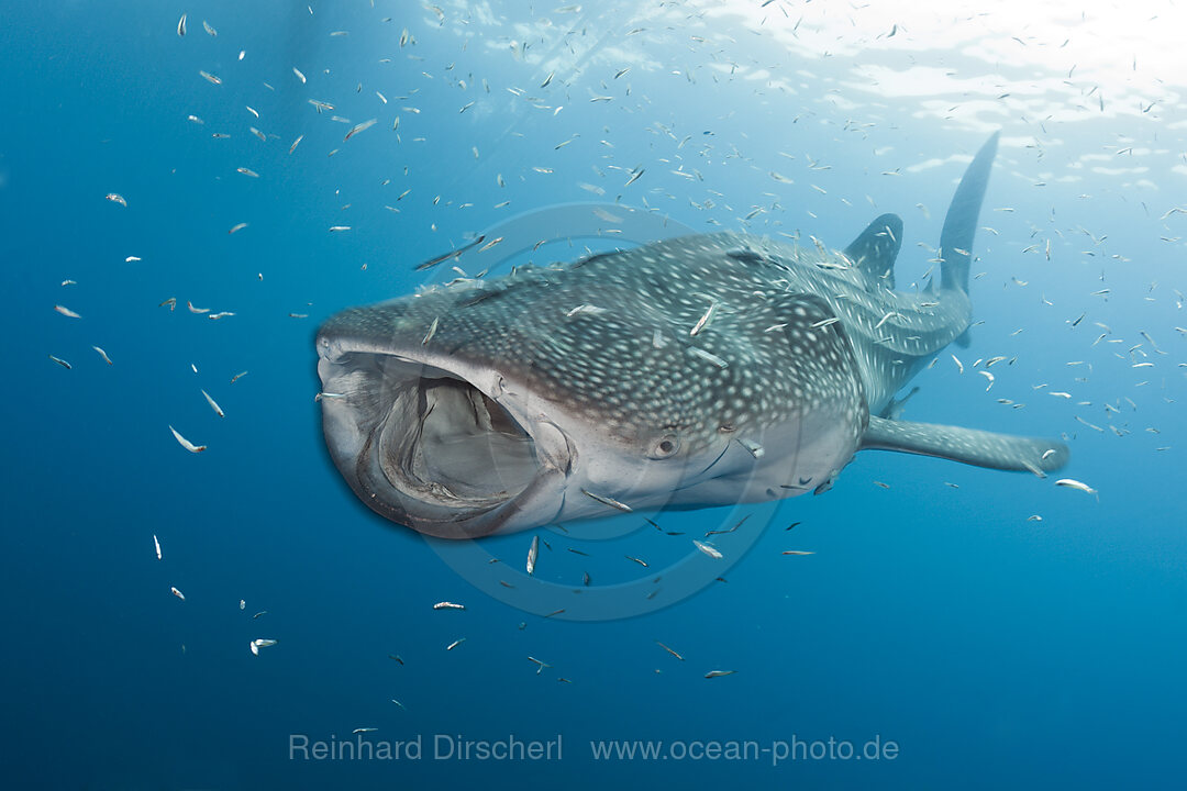 Whale Shark, Rhincodon typus, Cenderawasih Bay, West Papua, Indonesia