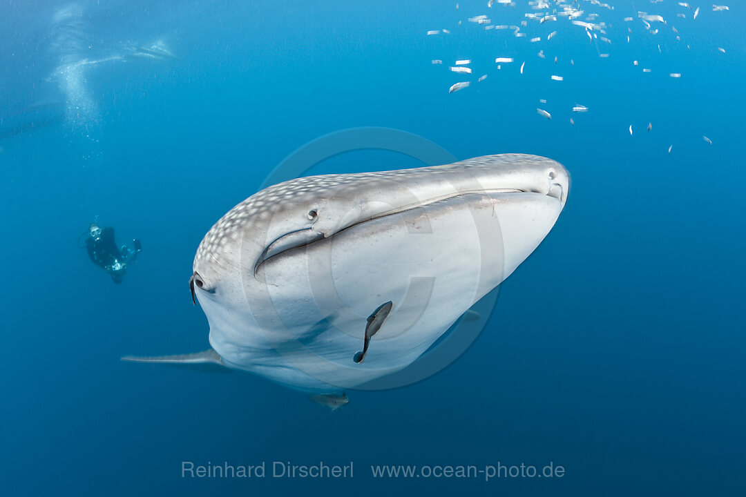 Walhai und Taucher, Rhincodon typus, Cenderawasih Bucht, West Papua, Indonesien