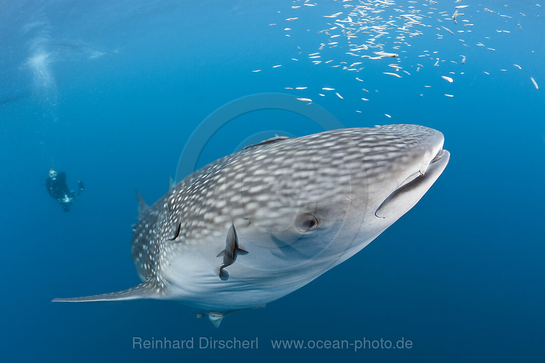 Walhai und Taucher, Rhincodon typus, Cenderawasih Bucht, West Papua, Indonesien